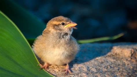 Feeding And Raising A Baby Sparrow
