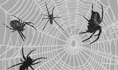A Collection Of Free Spider Web Brushes Naldz Graphics