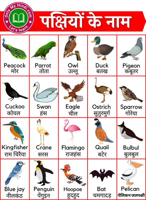 50 Birds Name In Hindi And English पक्षियों के नाम हिंदी और इंग्लिश