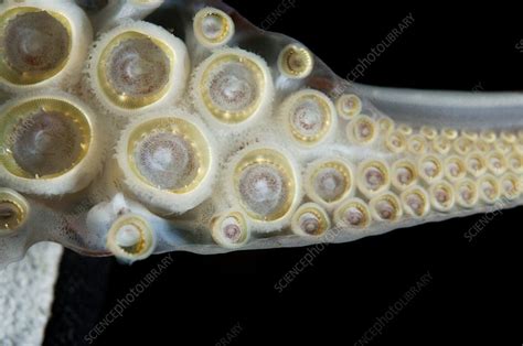 Humboldt Squid Teeth