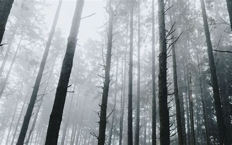 Dark Forest 4k Wallpapers Top Free Dark Forest 4k Backgrounds
