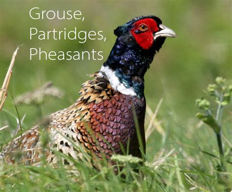 Grouse Partridges And Pheasants Birdwatch Cork