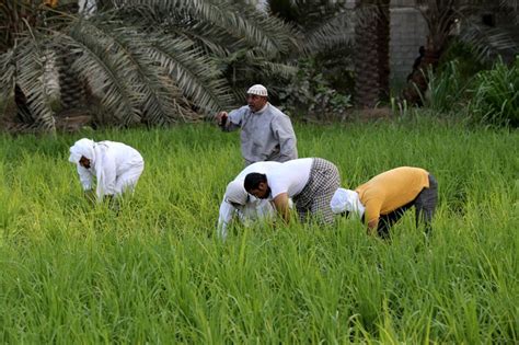 Pictures Rice Farming In Saudi Arabia News Photos Gulf News