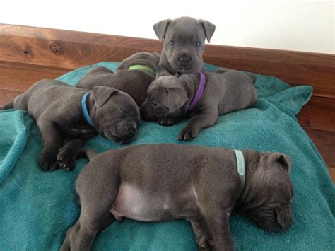 Staffordshire Bull Terrier Brindle Puppies For Sale Picture Bleumoonproductions