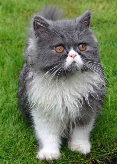 Things To Consider Before Buying A Persian Cat Pethelpful