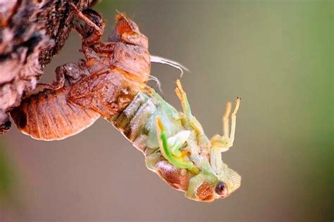 Como Os Artrópodes Enfrentam Seu Processo De Metamorfose Biologia