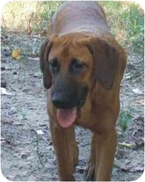 Carrollton Ga Bloodhound Meet Bronson A Pet For Adoption