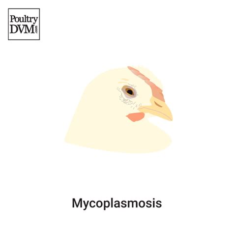Avian Mycoplasmosis In Chickens