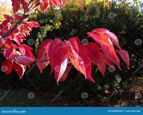 Red Fall Leaves Stock Photo Image Of Tree Background 260845286