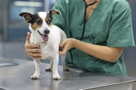 Tips For Avoiding Veterinary Malpractice Litigation Mahan Law