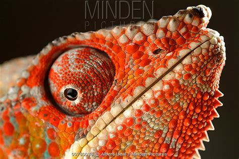 Panther Chameleon Stock Photo Minden Pictures