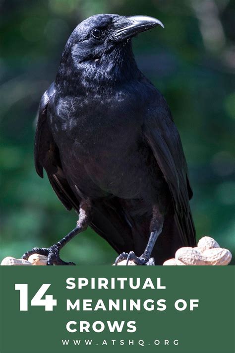 Crow Symbolism 14 Spiritual Meanings Of Crow Unianimal