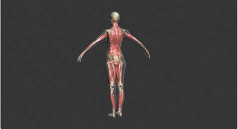 Female Anatomy Muscular System