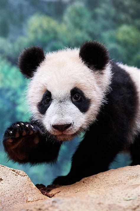 Giant Panda Cub Portrait Captive At Beauval Zoo France Photograph By