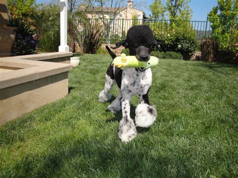 I have uploaded a quick video/pictures of our purebred standard poodl. I shaved his ears! - Poodle Forum - Standard Poodle, Toy ...