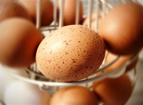 계란 달걀 자연 Pixabay의 무료 사진 Pixabay