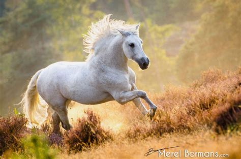 Handsome Gray Andalusian Horse Galloping Up A Grassy Hillside