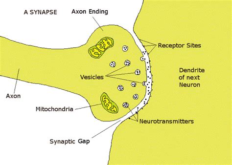 Synaptic Transmission The A Level Biologist Your Hub