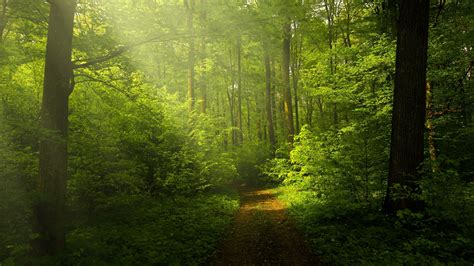 Green Forest Wallpaper 4k Woods Trails Pathway Sun Rays