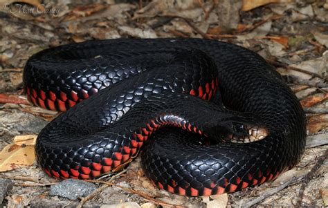 Red Bellied Black Snake Facts And Pictures