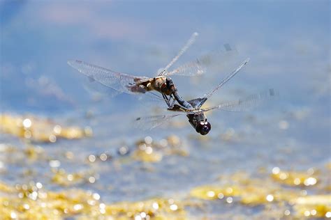 Dragonflies Dragonfly Mating In Mid Flight 2022 06 06 Flickr