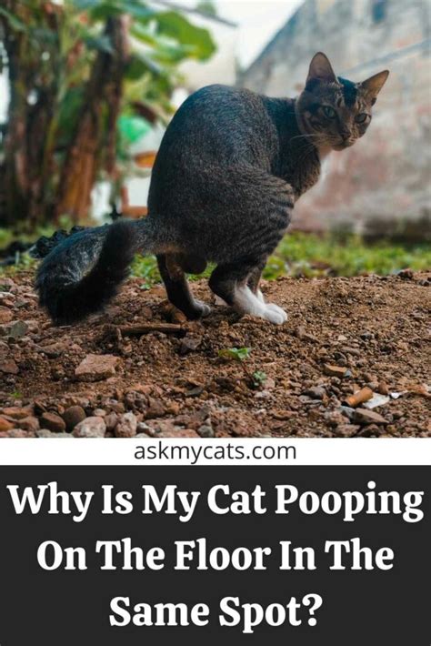 Why Does My Cat Poop In Litter Box But Not Pee Discount Shop Save 51