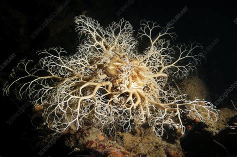 Northern Basket Star Stock Image C0043945 Science Photo Library
