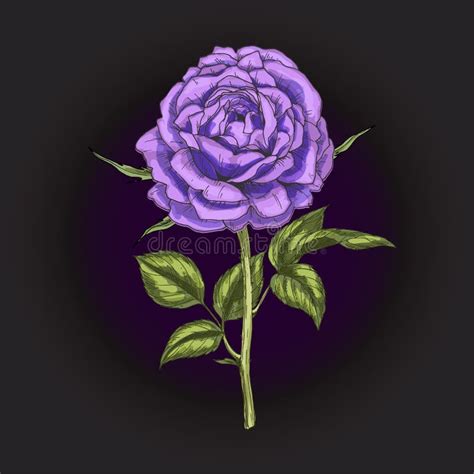 Hand Drawn Violet Rose Flower Isolated On Black Background Botanical