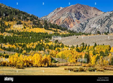 Aspen Trees In Fall Color At Dunderberg Meadows Eastern Sierra Stock