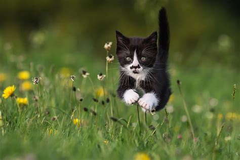 24 Fabulous Jumping Cats Photos That Will Put A Smile Of Your Face