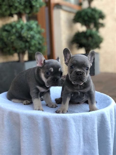 Unfollow english bulldog rescue to stop getting updates on your ebay feed. French Bulldog Puppies For Sale | Pittsburgh, PA #280622