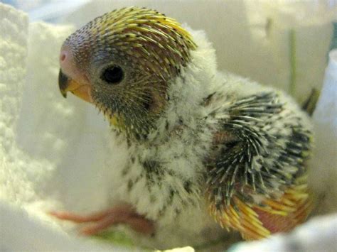 Pin By Sj Rzeminski On Cute And Beautiful Animals Baby Parakeets