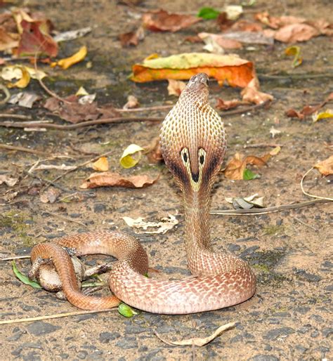 Spectacled Cobra An Unwilling Icon Roundglass Sustain