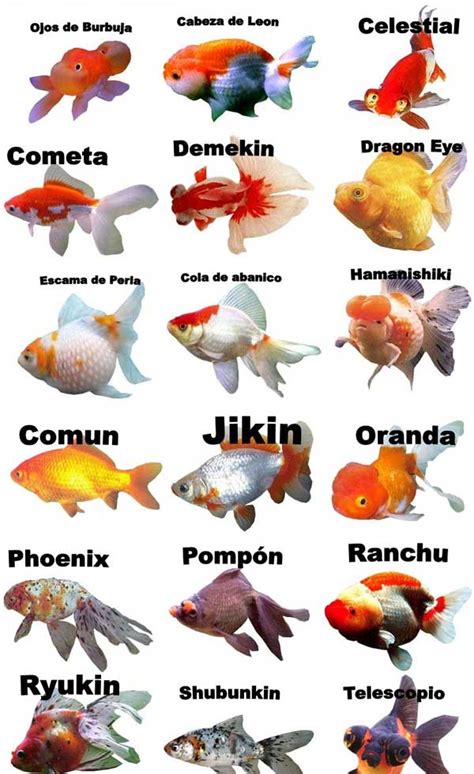 Ficha Técnica Datos De Goldfish O Pez Dorado Diginota