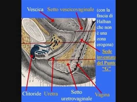 Anatomia Vulva E Clitoride Orgasmo Bufala Del Punto G In European Journal Obstet Gynecol