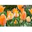 Tulips – Grow Guide  Gardenersworldcom