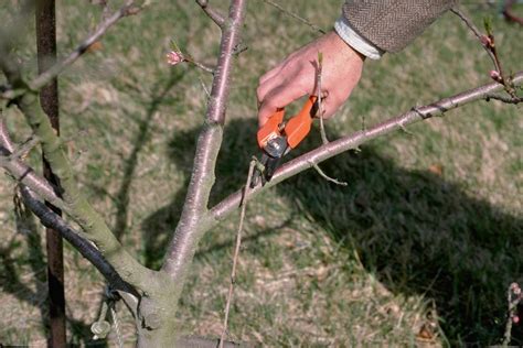 Pruning Trees In The Home Landscape University Of Maryland Extension