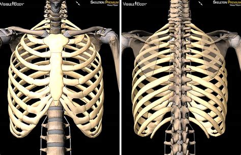 Organs Within Ribcage Hips — Blog — Kinesi Llc Makerealprofit