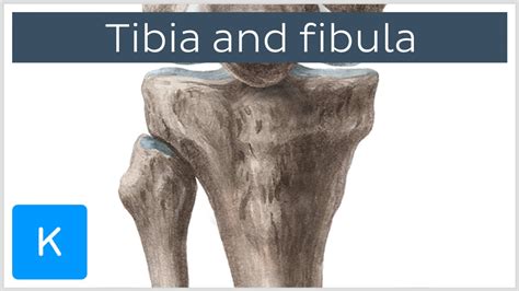 💌 Tibia Bone Anatomy Tibial Tuberosity Location Anatomy And Function