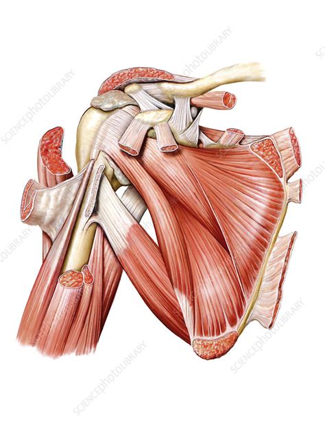 Shoulder Muscles Artwork Stock Image C0207420 Science Photo Library