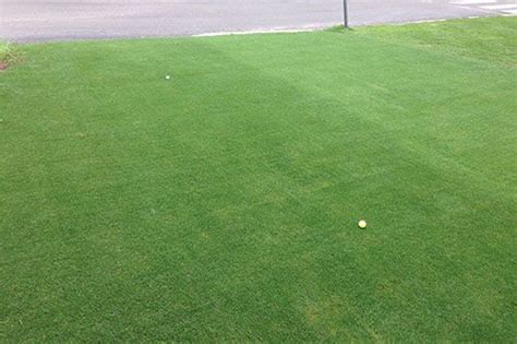 Tifgrand Left Tifway Right Tifgrand Bermuda Turfgrass Forms A Dense