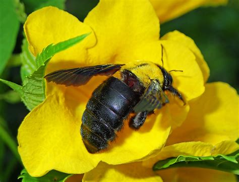 Carpenter Bee Xylocopa Aestuans Apidae 25 Cm Phanga Flickr