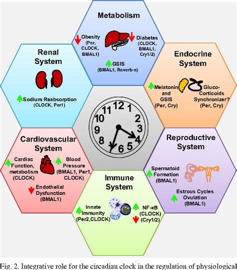 Figure 1 From Mechanism Of The Circadian Clock In Physiology