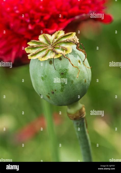 Buds Of The Opium Poppy Hi Res Stock Photography And Images Alamy