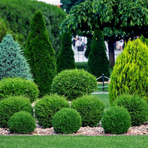 5 Interesting Facts About Evergreen Trees Ppm Tree Service And Arbor