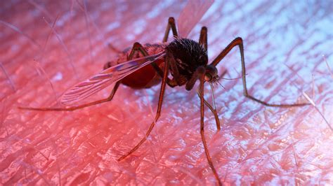 Boxen Ehrenwert Erz Stechmücken Kleidung Nachlässigkeit Fossil Fiktiv