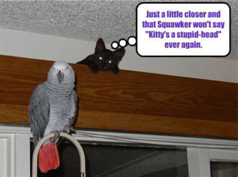 Cat And Bird Funny Animal Humor Photo 19961410 Fanpop