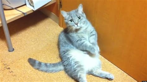 The Worlds Laziest Begging Cat Video