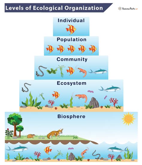 6 Levels Of Ecological Organization From Smallest To Largest