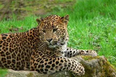 Der Leopard In Sri Lanka